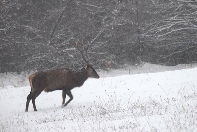 PASSIONE PER IL CERVO